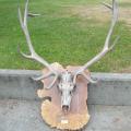 Sun bleached Elk Sun bleached Elk